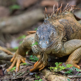 Selva Verde - Green iguana